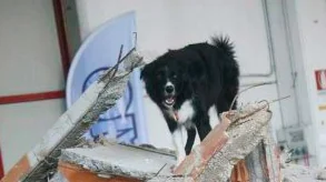 Addio a Moss, eroe di Amatrice
